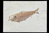 Knightia Fossil Fish - Wyoming #74107-1